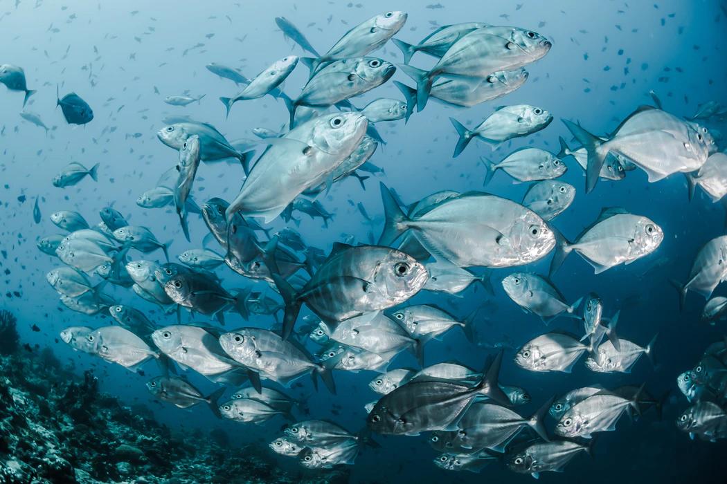 Balıklar Ne Solunum Yapar? Türlerine Göre Solunguç Sayıları