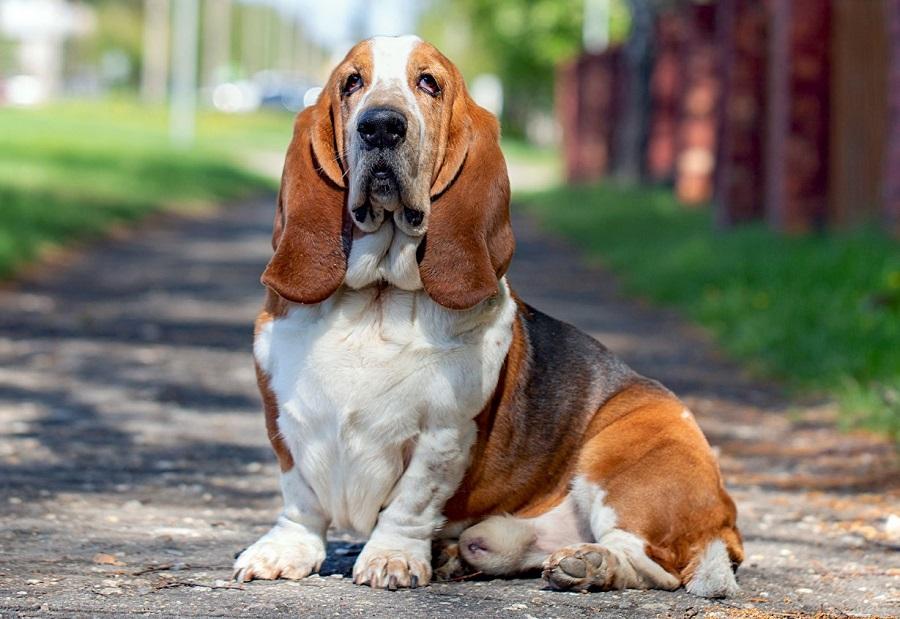Basset Hound Köpek Irkı Özellikleri, Karakteri, Bakımı ve Beslenmesi Basset Hound Köpek Irkı Özellikleri, Karakteri, Bakımı ve Beslenmesi