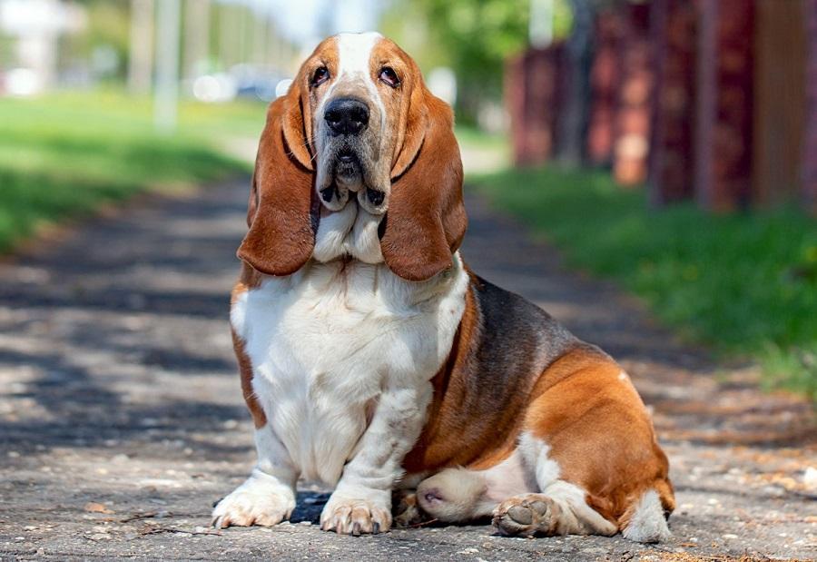 Basset Hound Köpek Irkı Özellikleri, Karakteri, Bakımı ve Beslenmesi