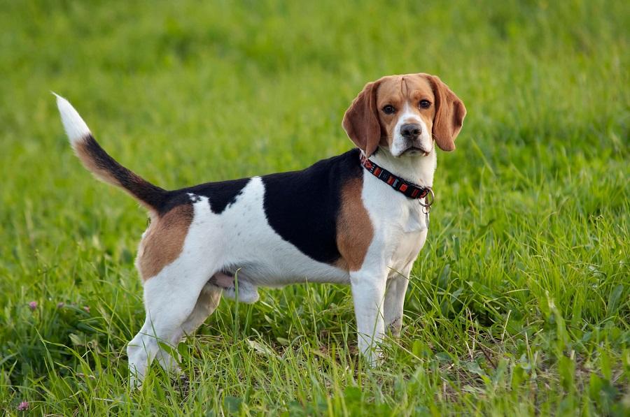 Beagle Köpek Irkı Özellikleri, Karakteri, Bakımı ve Beslenmesi Beagle Köpek Irkı Özellikleri, Karakteri, Bakımı ve Beslenmesi