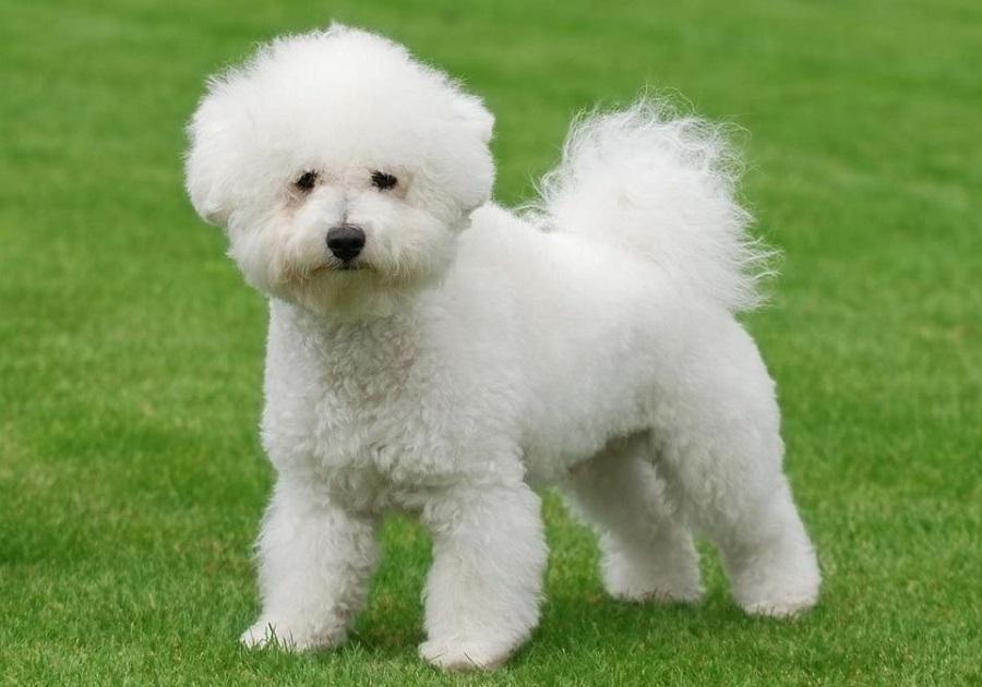 Bichon Frise Köpek Irkı Özellikleri, Karakteri, Bakımı ve Beslenmesi Bichon Frise Köpek Irkı Özellikleri, Karakteri, Bakımı ve Beslenmesi