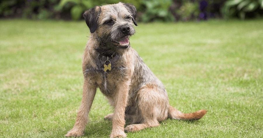 Border Terrier Köpek Irkı Özellikleri, Karakteri, Bakımı ve Beslenmesi