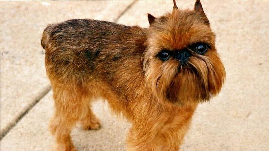 Brüksel Griffon Köpek Irkı Özellikleri, Karakteri, Bakımı ve Beslenmesi Brüksel Griffon Köpek Irkı Özellikleri, Karakteri, Bakımı ve Beslenmesi