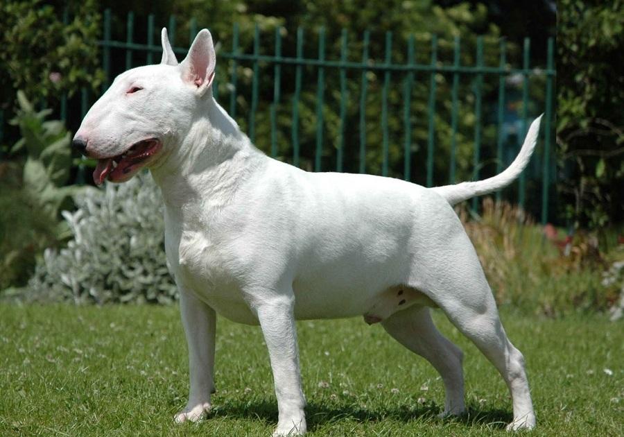 Bull Terrier Köpek Irkı Özellikleri, Karakteri, Bakımı ve Beslenmesi Bull Terrier Köpek Irkı Özellikleri, Karakteri, Bakımı ve Beslenmesi