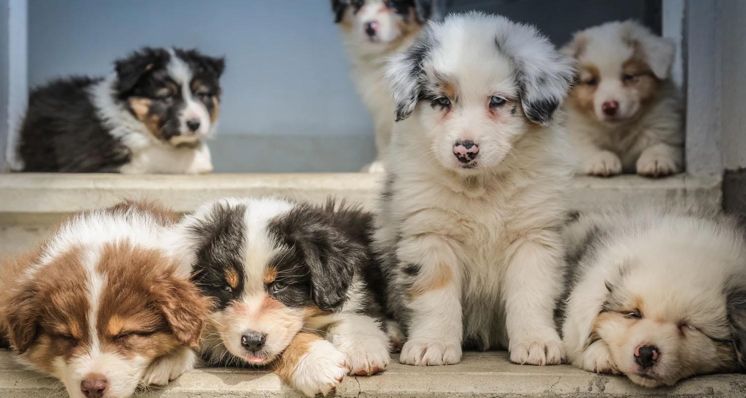 Büyümeyen Köpek Cinsleri ve Özellikleri