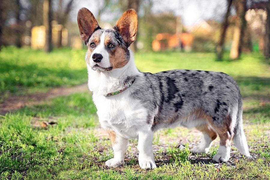 Cardigan Welsh Köpek Irkı Özellikleri, Karakteri, Bakımı ve Beslenmesi