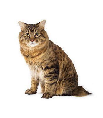 Kedilerde Diş Eti İltihabı ve Önleme Yolları Kedilerde Diş Eti İltihabı ve Önleme Yolları