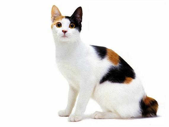 Kedilerde İdeal Kilo Nasıl Olmalı? Kedi İdeal   Kilo Hesaplama
