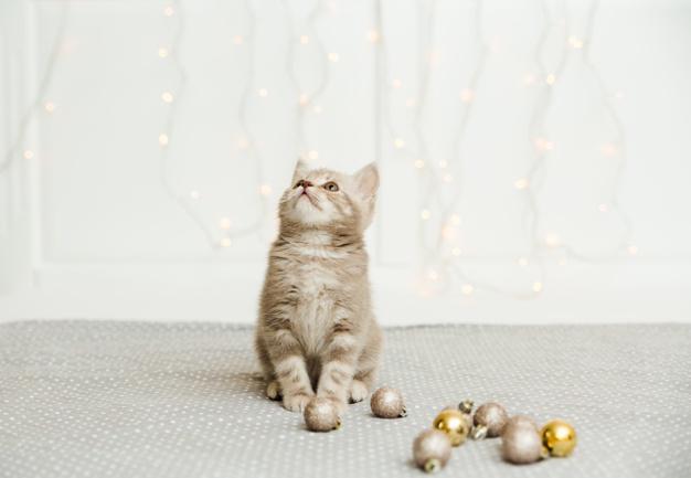 Kedi Tüyleri Nasıl Taranır? Kedi Tarağı Alternatifleri Kedi Tüyleri Nasıl Taranır? Kedi Tarağı Alternatifleri