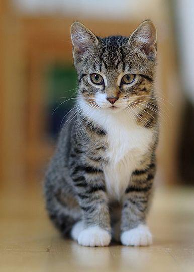 Vejeteryan Kedi Maması Faydalı mı?