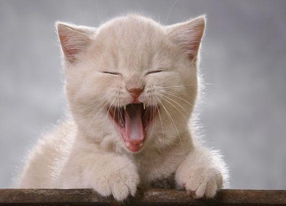 Kedilerde Katarakt Hastalığı Nedenleri