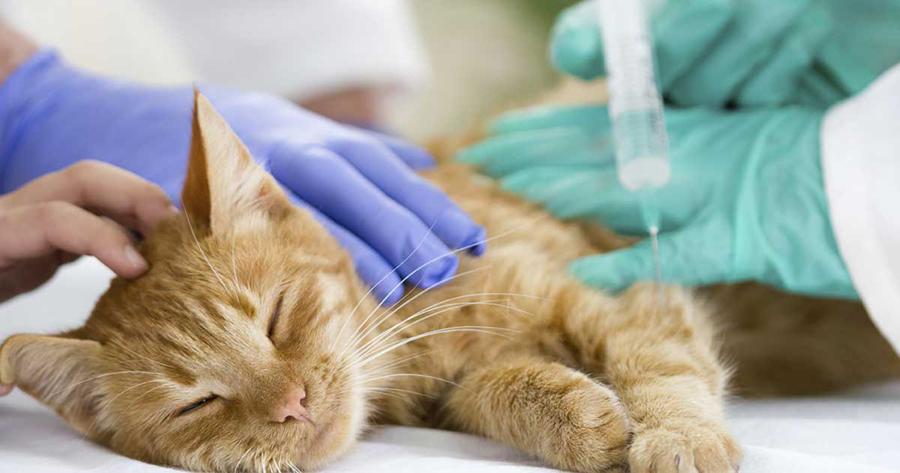 Kedi Aşı Takvimi - Kedi Aşıları Hakkında Bilmeniz Gerekenler