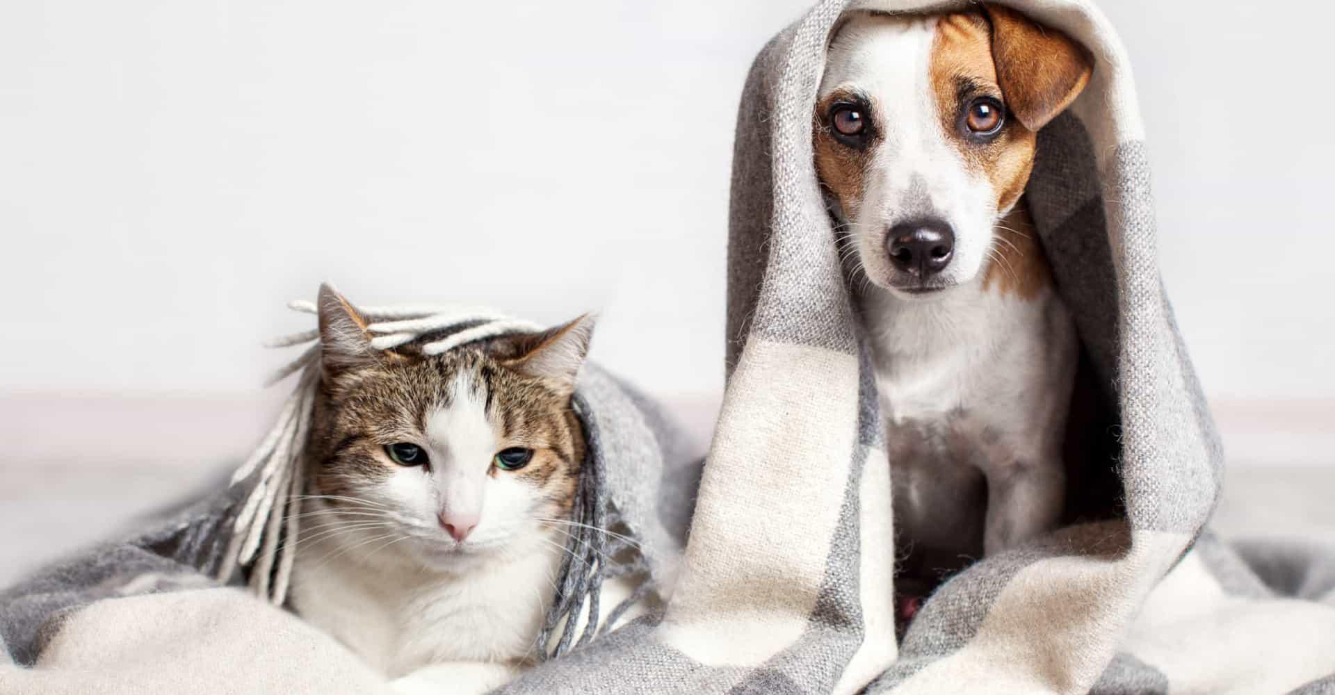 Soğuk Havalarda Evcil Hayvanlarınıza Nasıl Bakmalısınız?