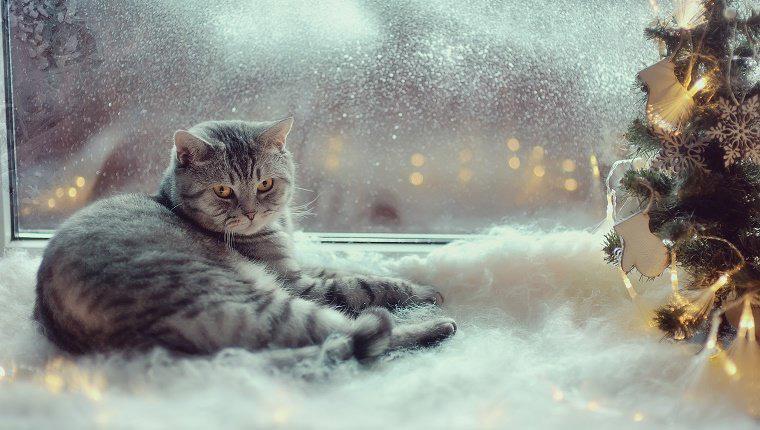 Kediler Üşür mü? Kedinizi Bu Kış Nasıl Sıcak Tutabilirsiniz?