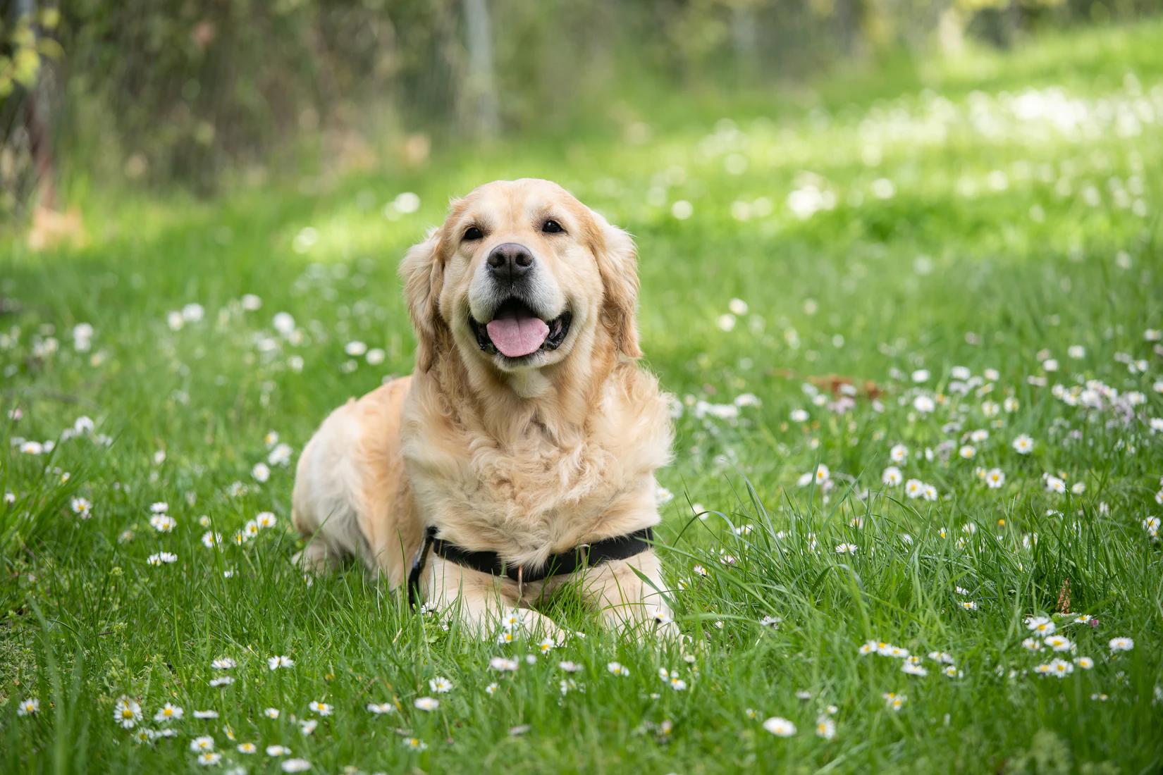 Köpeğinizle Yürüyüş - Hazırlık ve Yol İpuçları