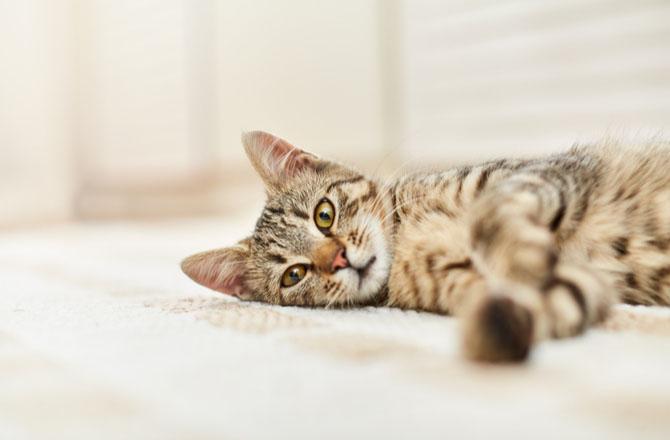 Kedilerde Denge Kaybı - Vestibüler Sendromu