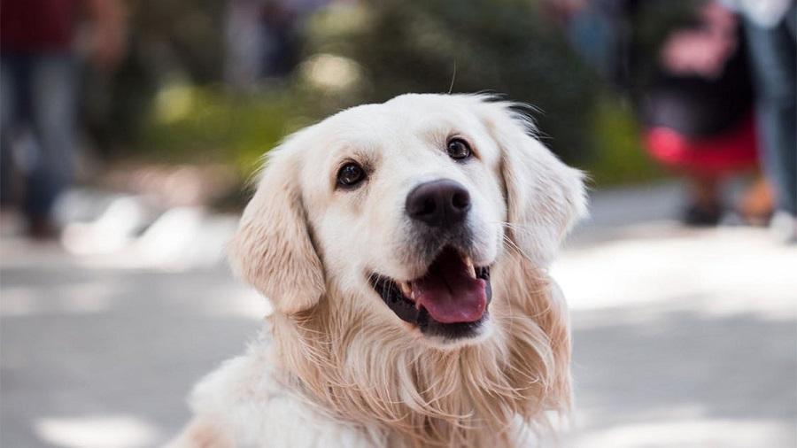 Dişi Köpekler Ne Zaman Kızgınlığa Gelir? Dişi Köpekler Ne Zaman Kızgınlığa Gelir?