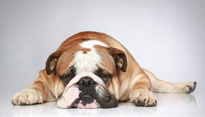 Köpeklerde Fıtık Belirtileri ve Nedenleri