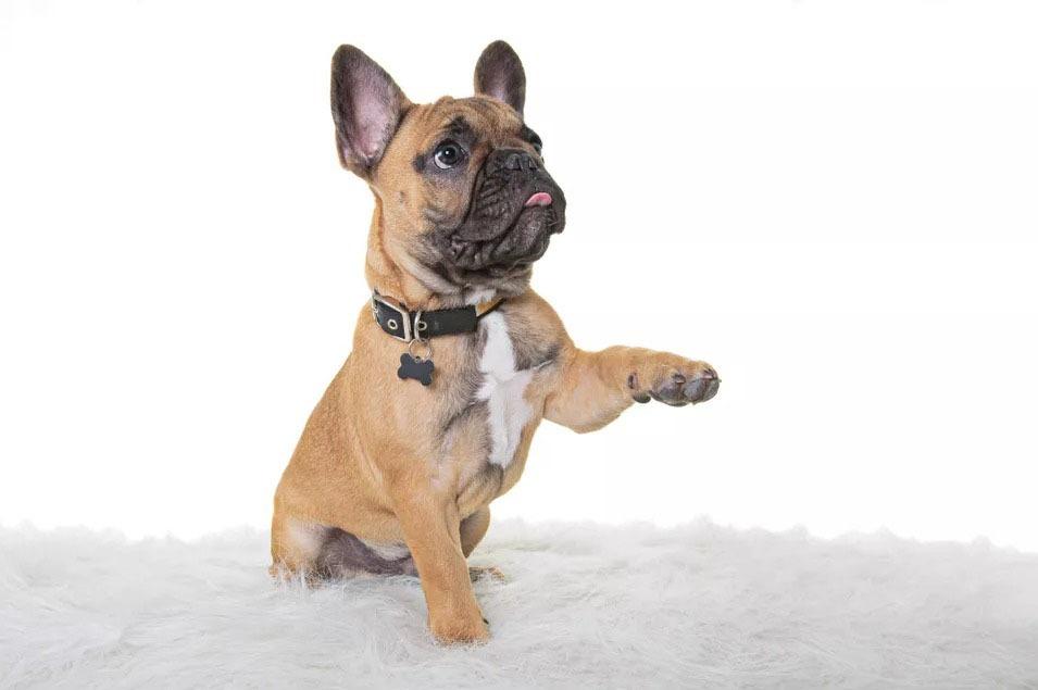 Köpeklerde Damar İltihabı Hastalığı Belirtileri ve Tedavisi Köpeklerde Damar İltihabı Hastalığı Belirtileri ve Tedavisi