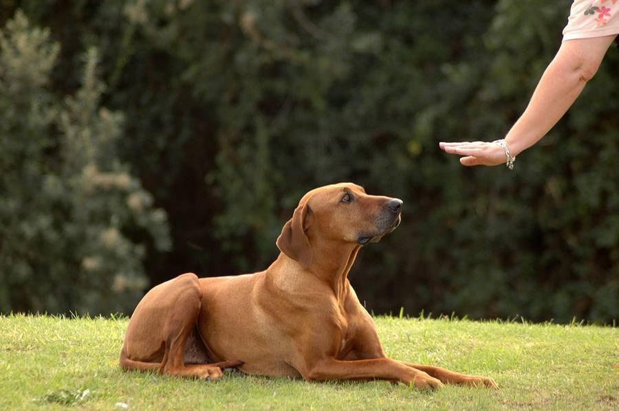 Köpeklerde Raşitizm Hastalığı: Belirtileri ve Tedavisi Köpeklerde Raşitizm Hastalığı: Belirtileri ve Tedavisi