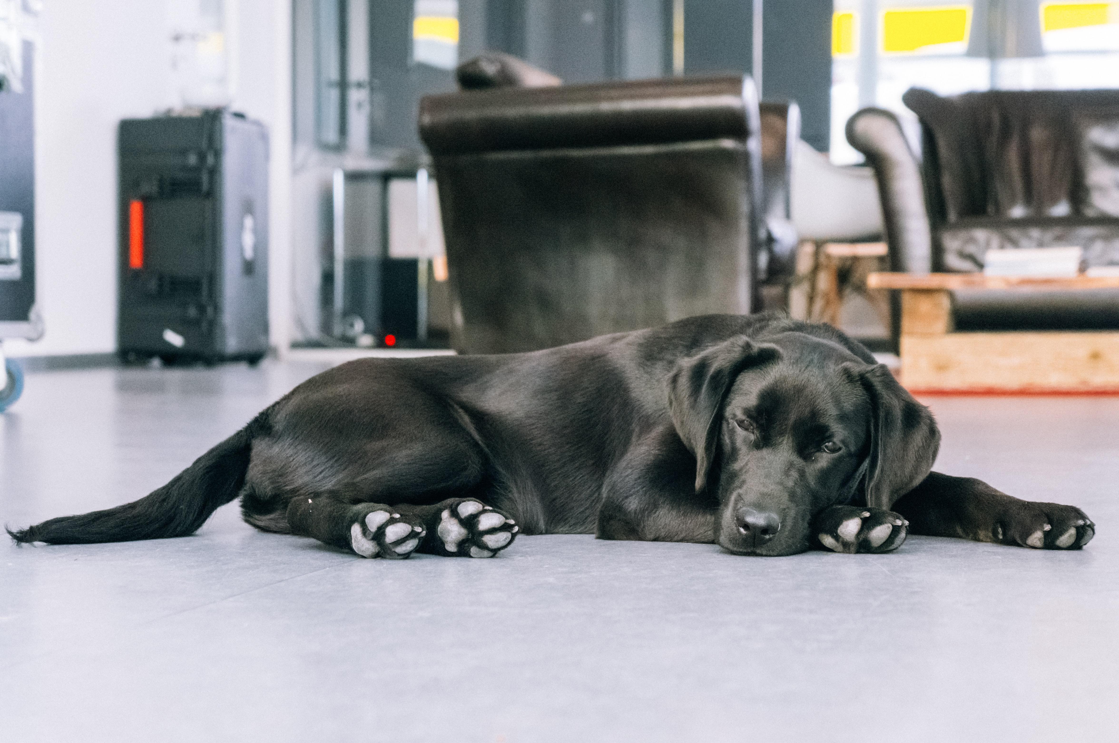 Köpeklerde Şeker Hastalığı Nedenleri ve Belirtileri Köpeklerde Şeker Hastalığı Nedenleri ve Belirtileri