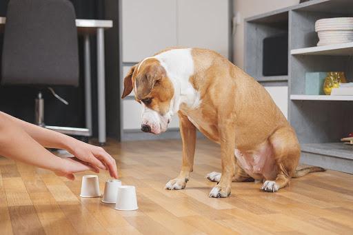 Köpeklerde Aşırı Hareketli Olma: Hiperaktiflik Neden Olur