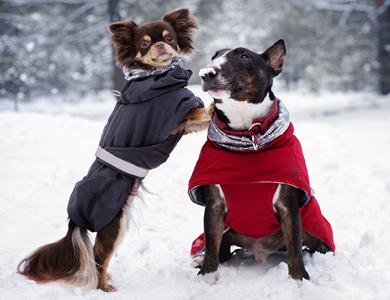 Köpeklerin Sevmediği Davranışlar: Dikkat Etmeniz Gerekenler