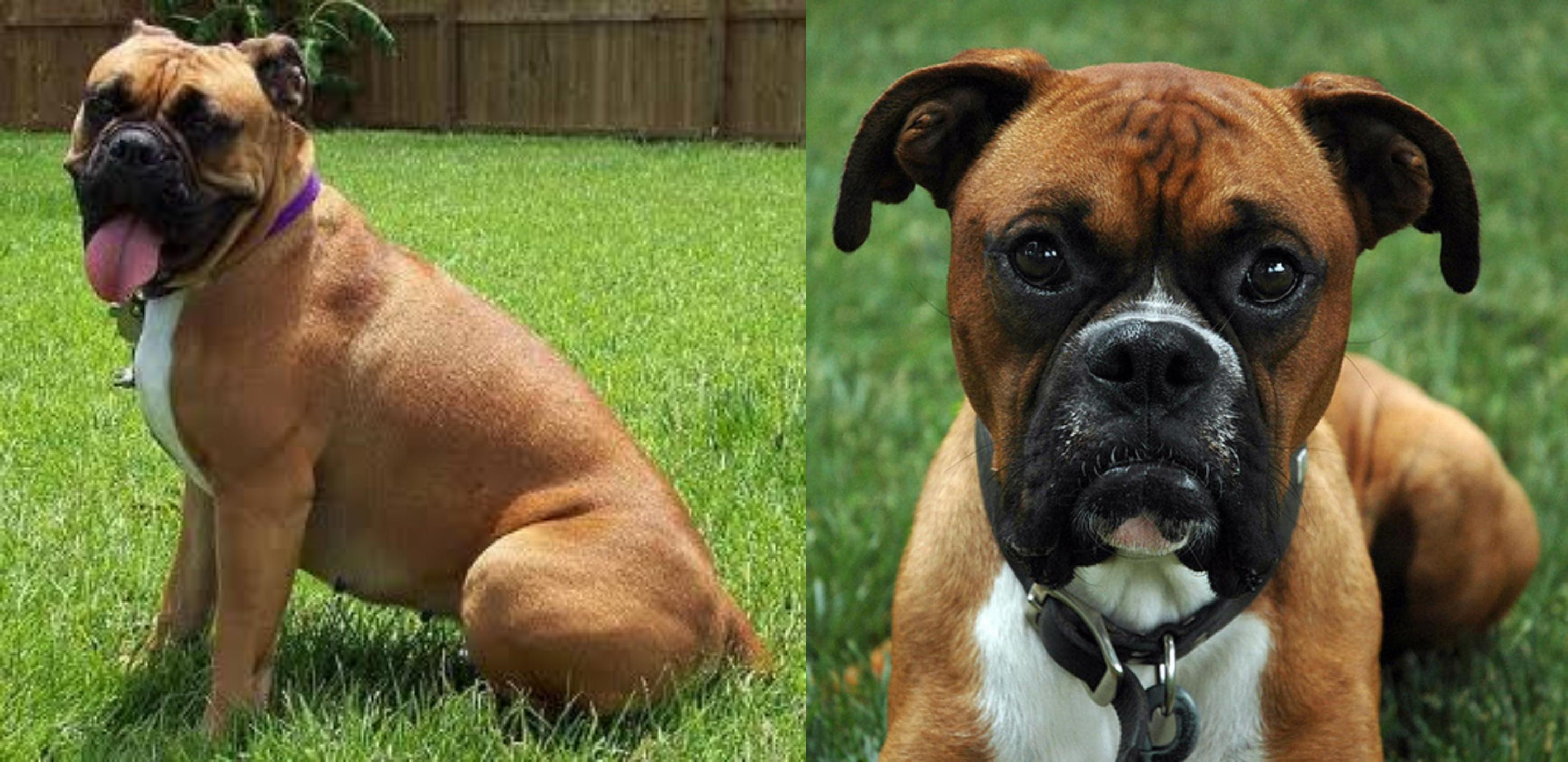 Küçük Köpek Irkları ve Karakteristik Özellikleri Küçük Köpek Irkları ve Karakteristik Özellikleri