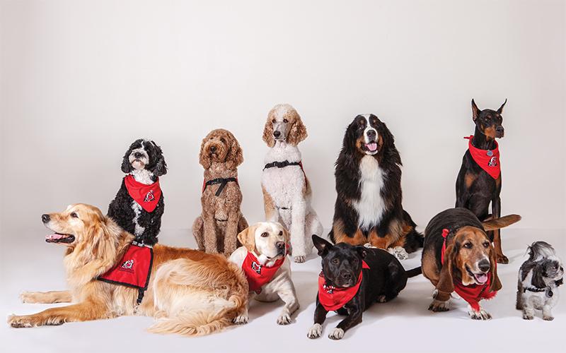 Köpeklerde Sosyalleşme Eğitimi Nasıl Verilmeli İpuçları Köpeklerde Sosyalleşme Eğitimi Nasıl Verilmeli İpuçları
