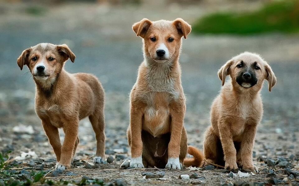 Sokak Hayvanlarına Yardım Etmek İçin Neler Yapabiliriz?