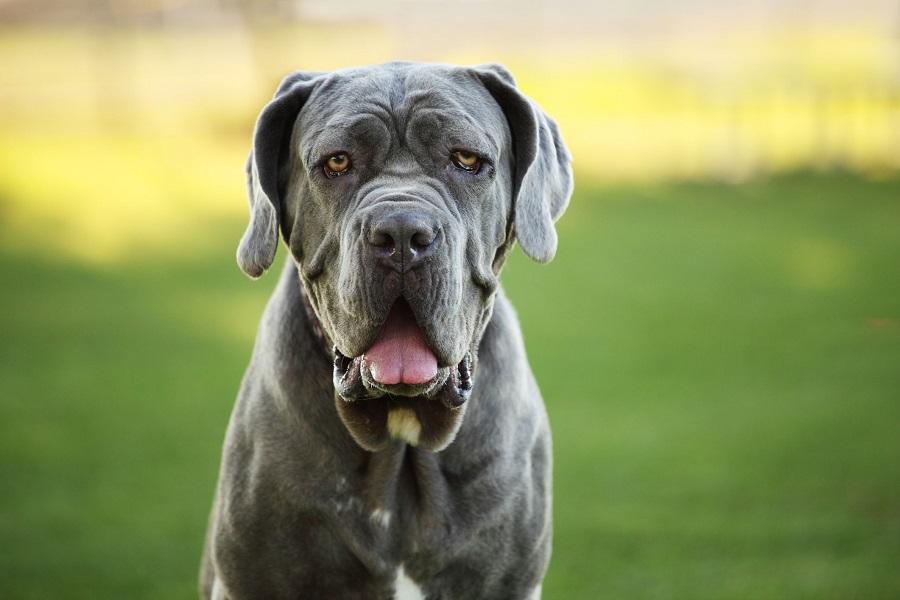 Dünyanın En Büyük Köpeği : Devasa Büyüklükte Köpek Irkları