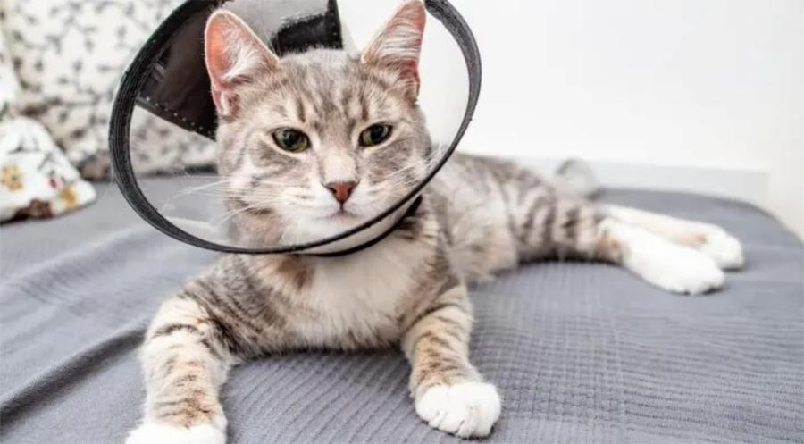 Erkek Kediler Kısırlaştırma Sonrası Kızgınlığa Girer mi?