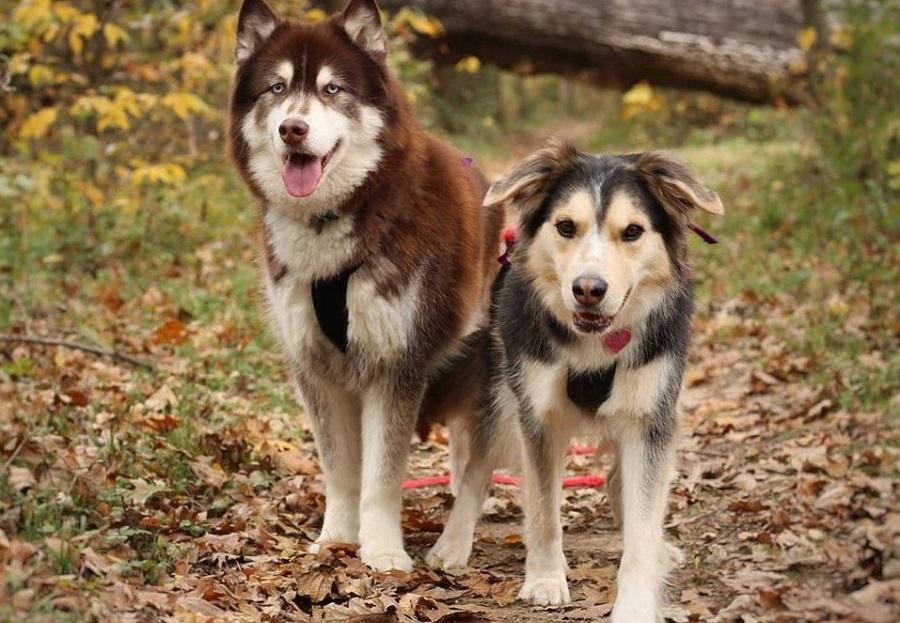 Erkek Köpeklerin Çiftleşme Dönemi ve Yapılması Gerekenler