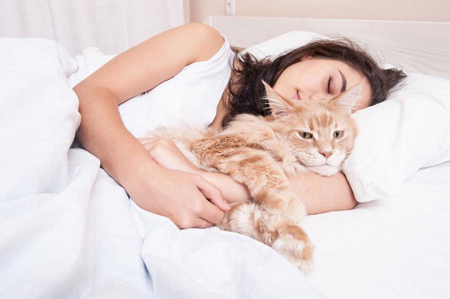 Kedi Köpekle Uyumak Sağlıklı mı?