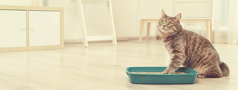 Evde Kedi Tuvaletinin Yeri Neresi Olmalı