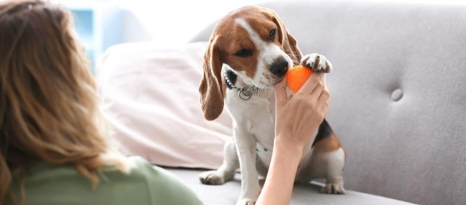 Köpekle Evde Oynanacak Oyunlar Eğlenceli Aktiviteler Köpekle Evde Oynanacak Oyunlar Eğlenceli Aktiviteler
