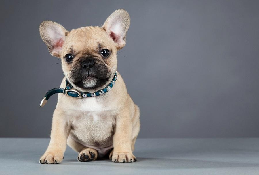 French Bulldog Sağlık Sorunları Nelerdir?