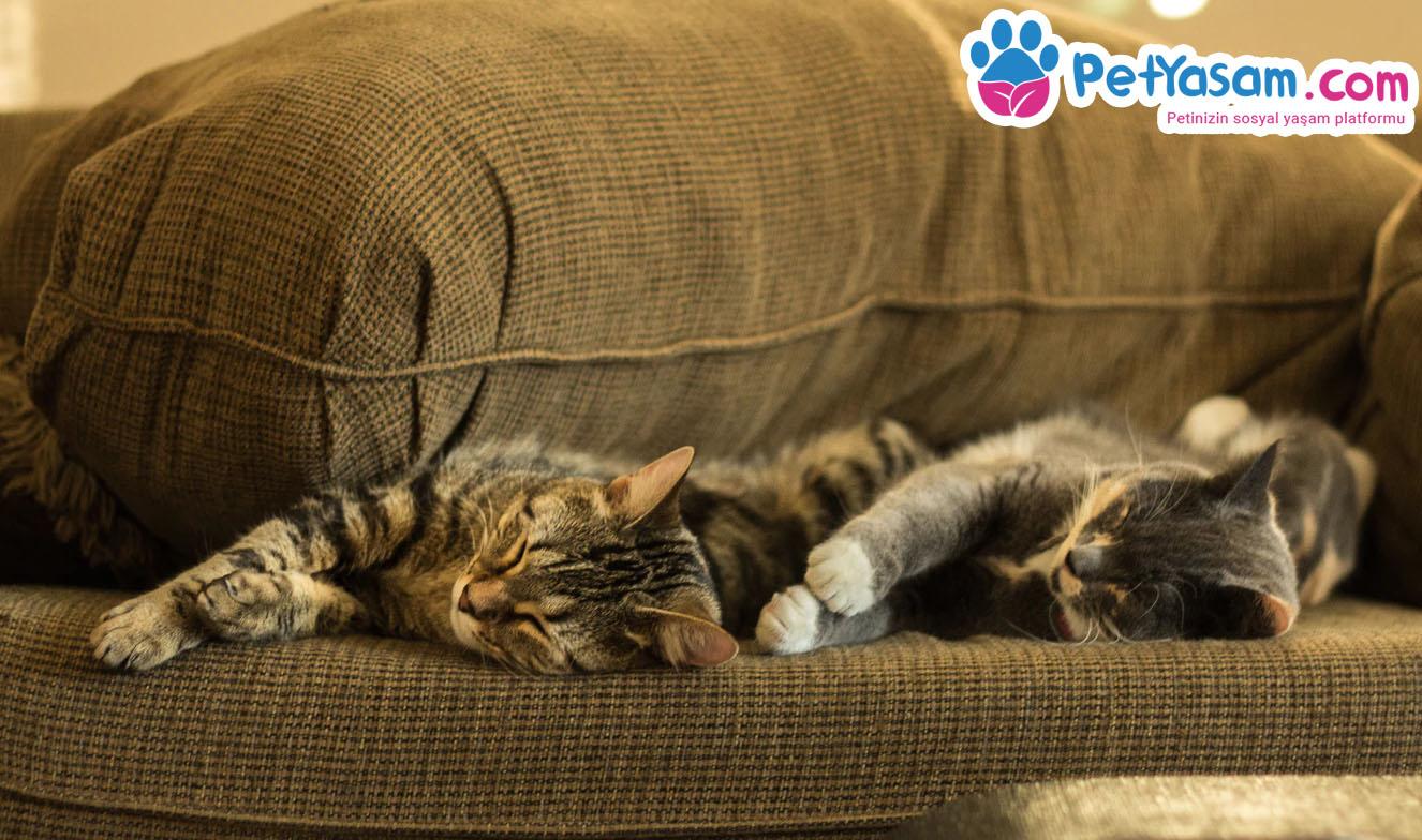 Kedi Obezite Hastalığı ve Kedinizin Obez Olduğunu Nasıl Anlarsınız Kedi Obezite Hastalığı ve Kedinizin Obez Olduğunu Nasıl Anlarsınız