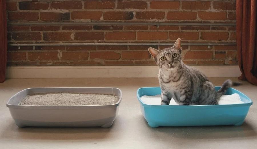 Kedi Kumu Nasıl Kullanılır? Kedi Kumu Nasıl Kullanılır?