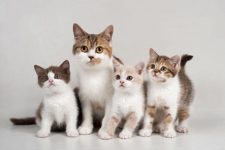 Kedi Sahiplenme ile Hayatımızdaki 10 Güzellik Kedi Sahiplenme ile Hayatımızdaki 10 Güzellik