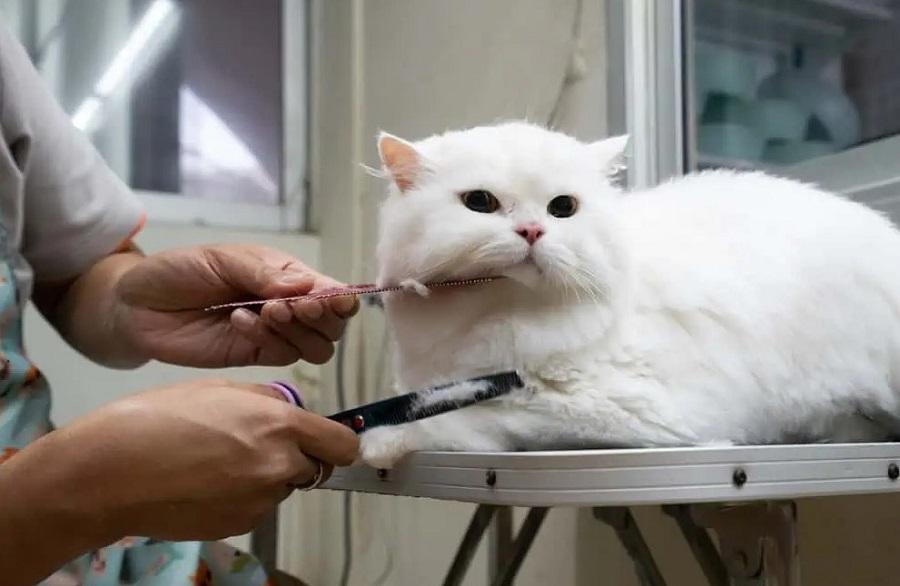 Kedi Tıraşı Nasıl Yapılır? Kedi Tıraşı Nasıl Yapılır?