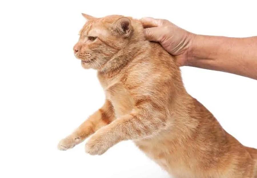 Kedi Tutma Yöntemleri Nelerdir? Kedi Tutma Yöntemleri Nelerdir?