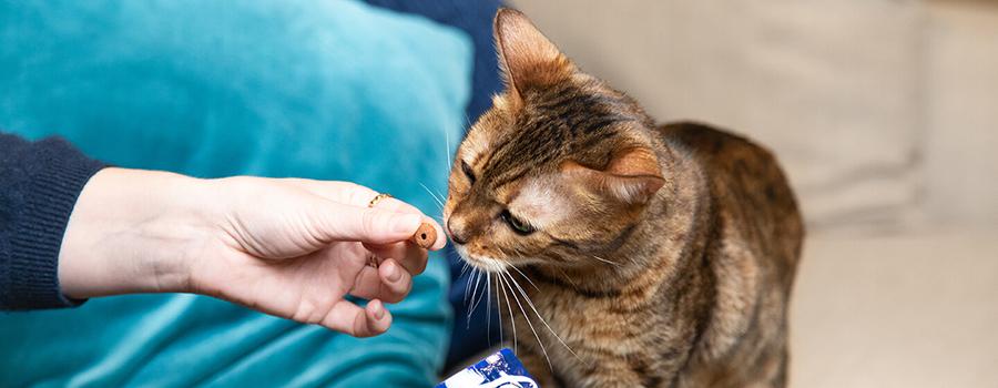 Kedi Ödül Maması Nedir: Kediler Nasıl Ödüllendirilir? Kedi Ödül Maması Nedir: Kediler Nasıl Ödüllendirilir?