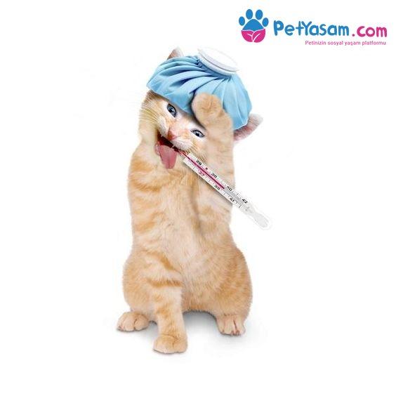 Kedilerde Üst Solunum Enfeksiyonları: Kedi Gribi Belirtileri- Tedavisi