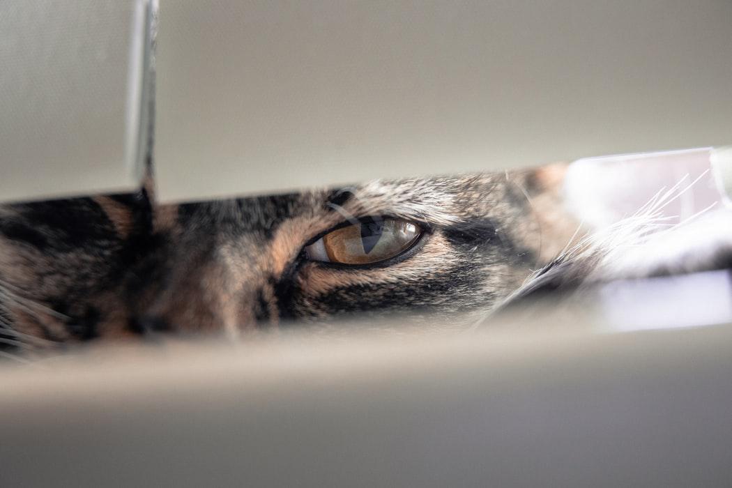 Kedilerin Gözleri Neden Sulanır? Tedavileri Nelerdir