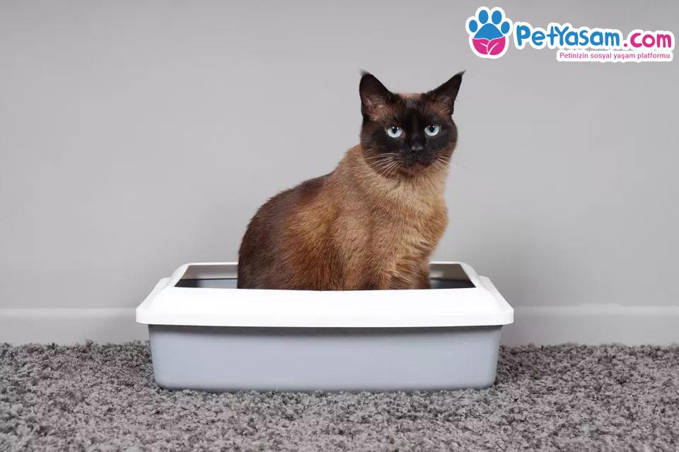 Kedilerde Kum Seçimi Nasıl Olmalı? En İyi Kedi Kumu Markaları Kedilerde Kum Seçimi Nasıl Olmalı? En İyi Kedi Kumu Markaları