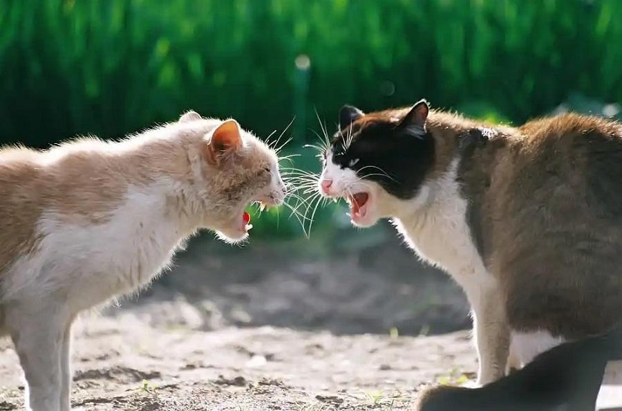 Kediler Arasındaki Kavgaları Engellemek İçin Yapılacaklar