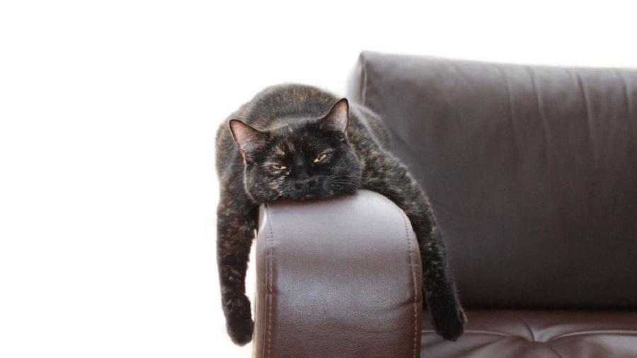 Kediler Depresyona Girince Ne Yapılmalı? Kediler Depresyona Girince Ne Yapılmalı?