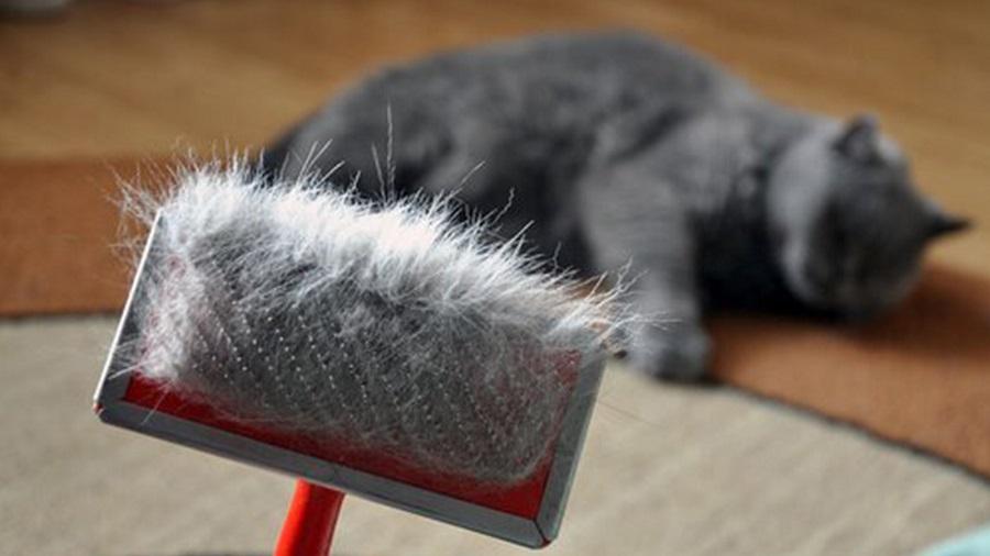 Kediler Hangi Mevsim Tüy Döker?