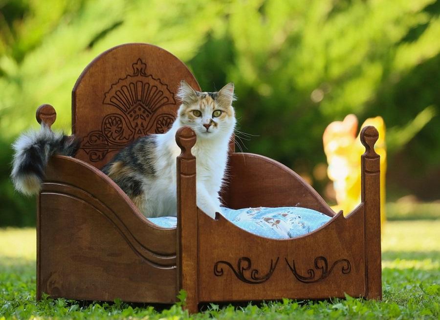 Kediler, Kedi Yatağına Nasıl Alıştırılır? Kediler, Kedi Yatağına Nasıl Alıştırılır?